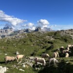 Die Schafe sind schon da...