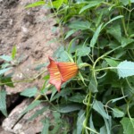 Die Kanarenglockenblume