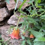 Die Kanarenglockenblume