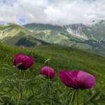 Sibillini mit wilden Pfingstrosen