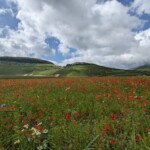 Mohnfeld mit Castelluccio