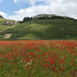 Mohnfeld mit Castelluccio