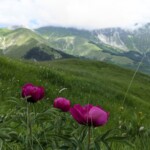 Pfingstrosen mit Sibillini