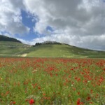 Mohnfeld mit Castelluccio