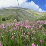 Luzernenfeld mit Bergen