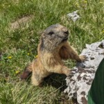 Ein neugieriges Murmeltier...