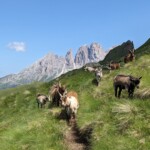 Wollten wohl mitwandern...