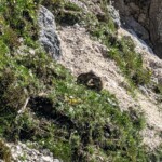 Spielende Jungmurmeltiere