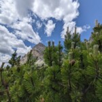 Schönste Latschenkiefern