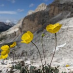 Alpenmohn in den Tofana