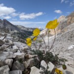 Alpenmohn in den Tofana