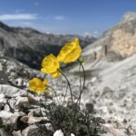 Alpenmohn in der Tofana