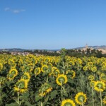 Sonnenblumen und Montecassiano