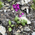 So hübsch Alpenheilglöckchen