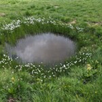 nochmal die Mooraugen